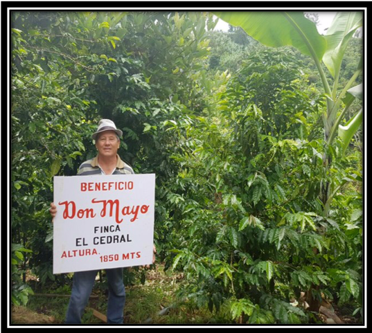 Costa Rica Don Mayo Geisha & Catuai: Honey Processing and COE Champion Flavor Profile