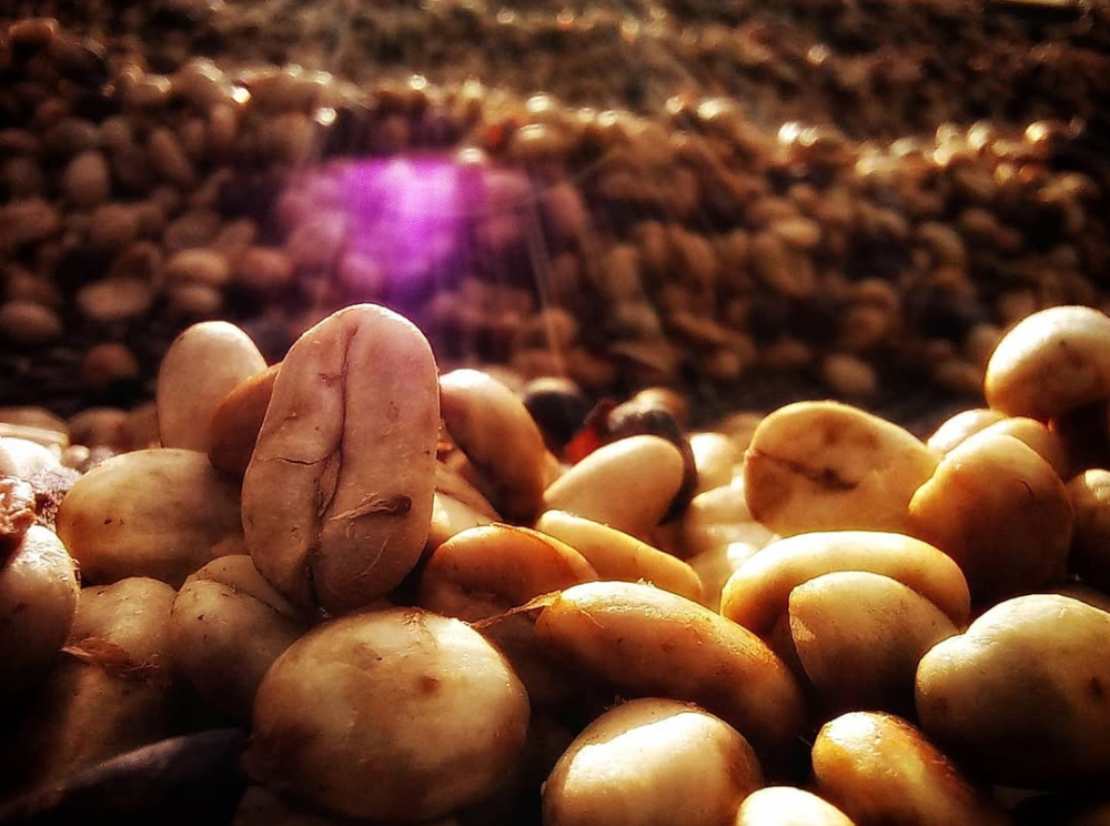 Complete Guide to Honey Process Coffee: From White Honey to Black Honey, Find Your Ideal Sweetness & Flavor