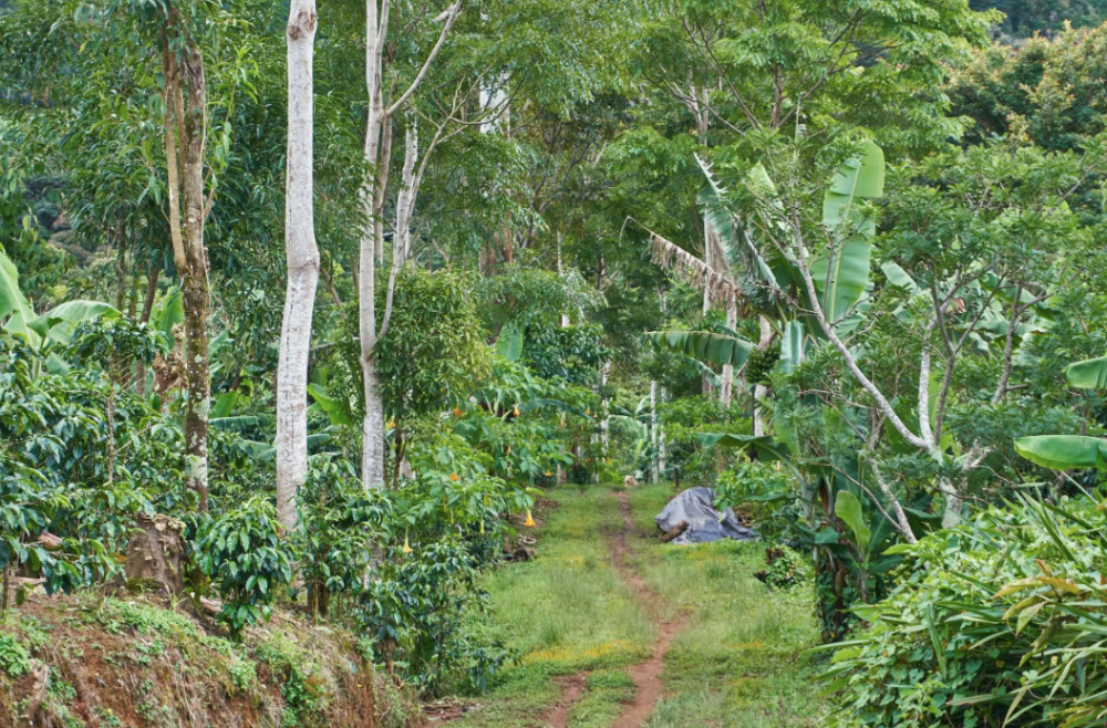 Costa Rica Dawn Estate Red Honey Catuai: Flavor Profile of Tarrazú Region Honey Process & Pour Over Recommendations