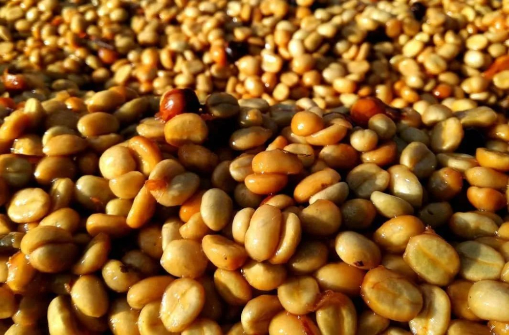 Costa Rica Dawn Estate Red Honey Catuai: Flavor Profile of Tarrazú Region Honey Process & Pour Over Recommendations