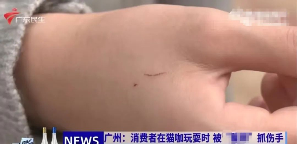 Cat Café Interaction & Bite Injury Compensation Dispute | Consumer Liability and Safety Precautions