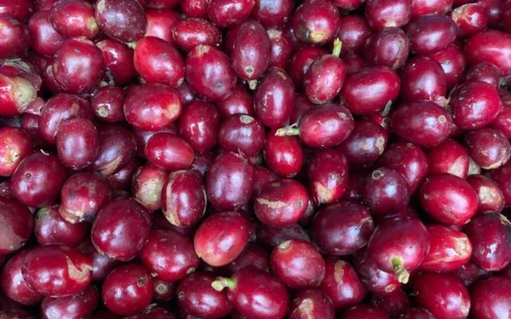 A Comprehensive Analysis of the Flavors and Competition Performance of Ecuador's Rare Coffee Bean: Typica Mejorado
