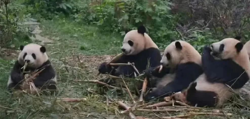 Luckin Coffee × Chengdu Culture & Tourism Panda Collaboration Backfires!Analysis of Quality Issues with the Hua Hua Plush Toy