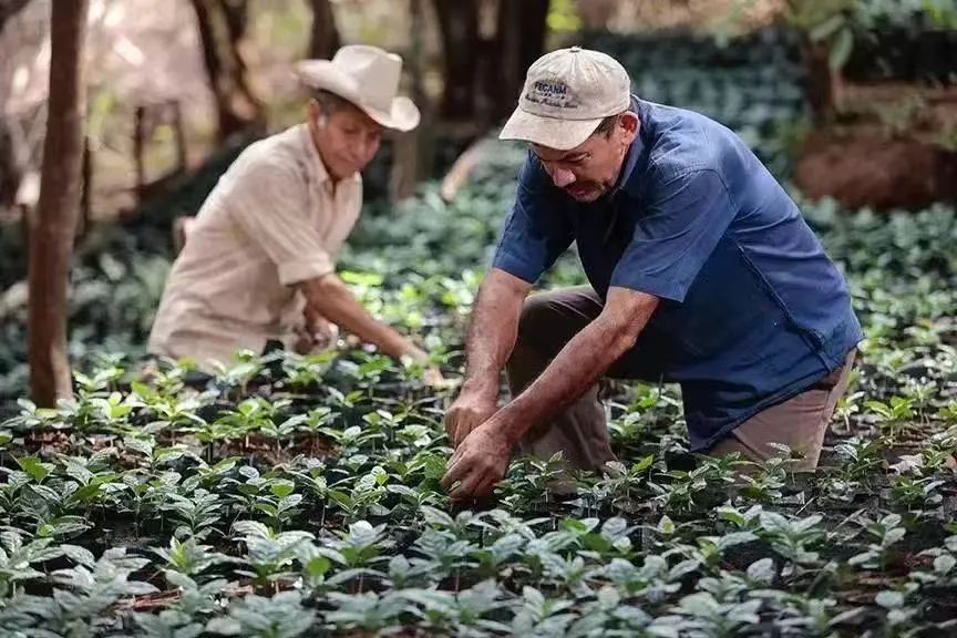 Pacamara Coffee Review: How to Choose an Elephant Bean Gene Pour Over Bean? A Comprehensive Analysis of Flavor and Processing Challenges