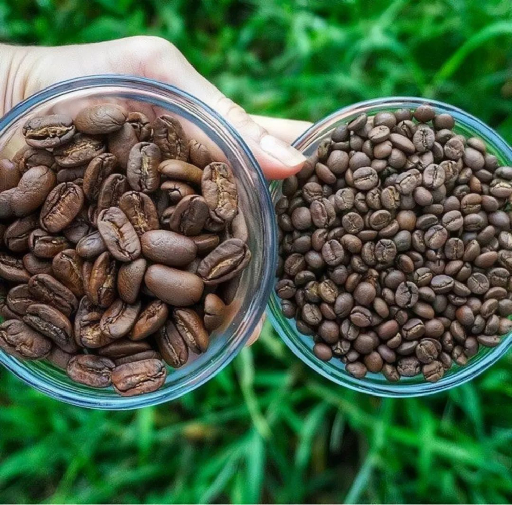 Flavor Profile of Maragogype Elephant Bean | How to Brew This Typica Mutation? Growing Challenges and Grade Myths