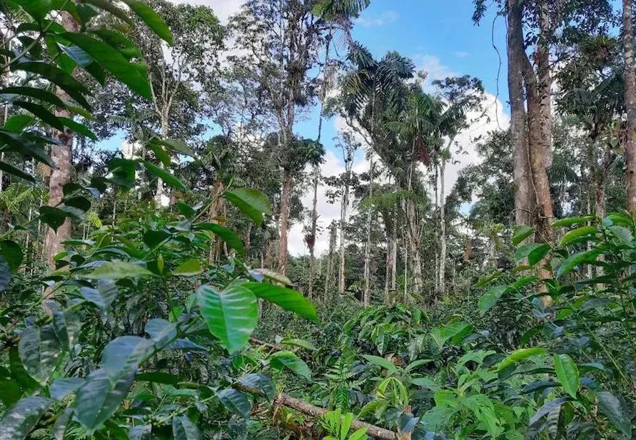 Peruvian Coffee Flavor Profile & Pour Over Guide: From Cajamarca Region to Geisha Extraction Tips