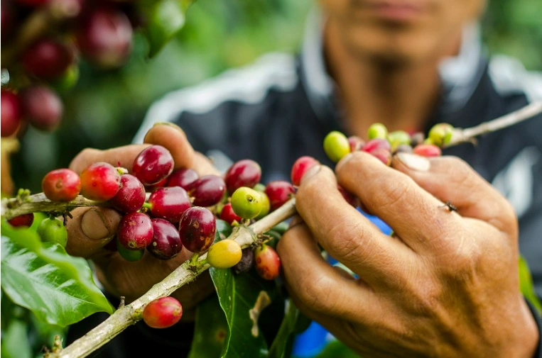 How does Peruvian washed Geisha taste? An in-depth analysis of high-altitude regions and processing methods