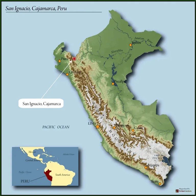 Complete Guide to Pouring Over Peruvian Geisha: From Cajamarca Region Flavors to V60 Three-Stage Extraction Techniques
