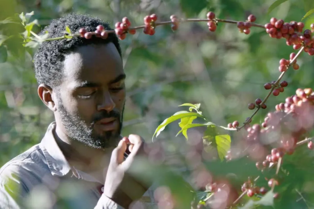 Beginner's Guide to Ethiopia's Simon Processing Method: How Bag Fermentation Transforms Coffee Flavor?