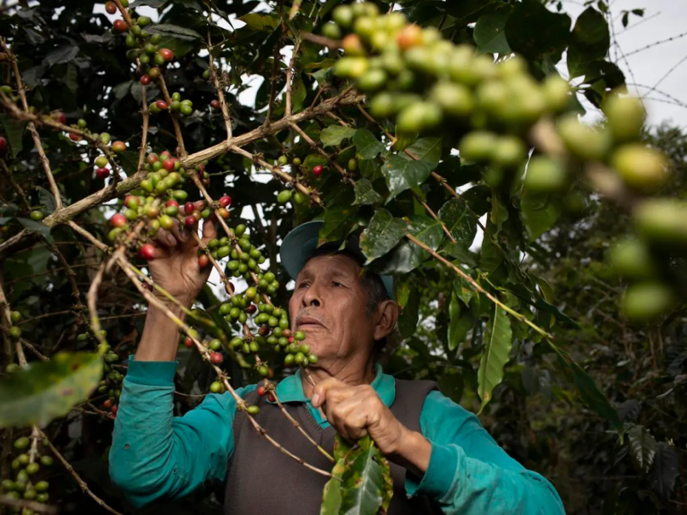 How does Peruvian washed Geisha taste? An in-depth analysis of high-altitude regions and processing methods