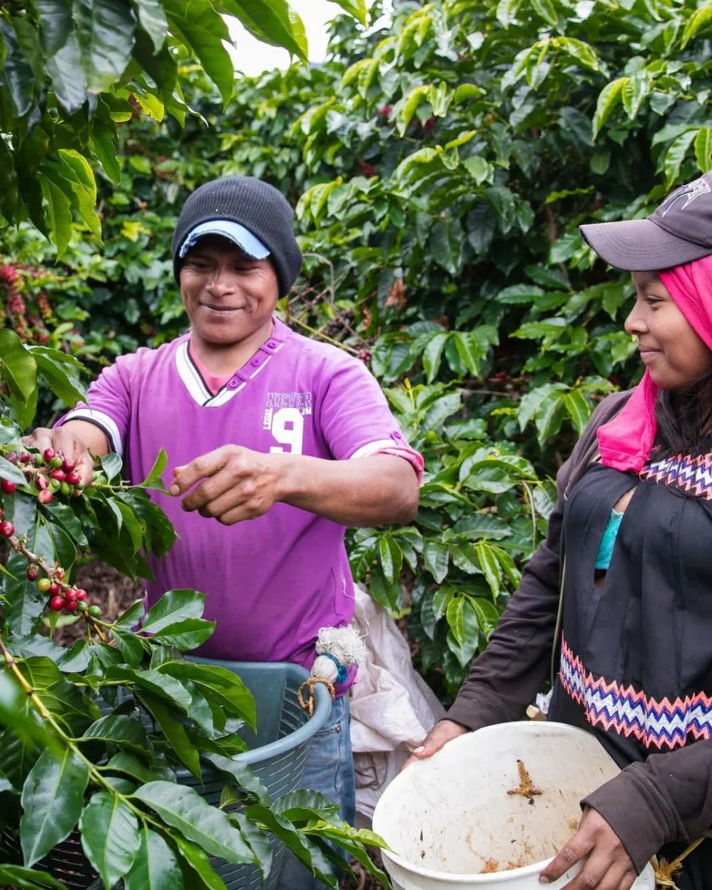 Panama Catuai Estate: How to Brew Sun-Dried Caturra? A Complete Guide to Flavor & Brewing Parameters