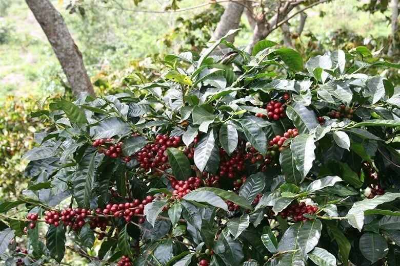 Panama Catuai Estate: How to Brew Sun-Dried Caturra? A Complete Guide to Flavor & Brewing Parameters