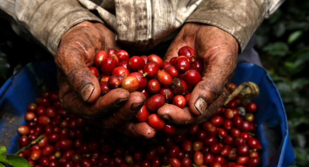 Complete Guide to Pouring Over Peruvian Geisha: From Cajamarca Region Flavors to V60 Three-Stage Extraction Techniques