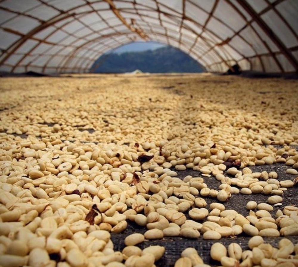 Peruvian Coffee Flavor Profile & Pour Over Guide: From Cajamarca Region to Geisha Extraction Tips