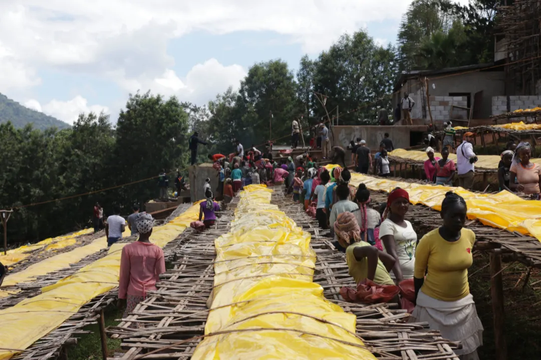 Beginner's Guide to Ethiopia's Simon Processing Method: How Bag Fermentation Transforms Coffee Flavor?