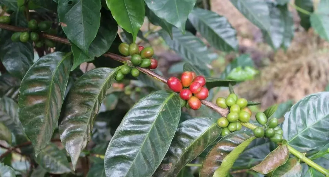 Panama vs Ethiopian Geisha: A Complete Guide to Origins, Naming Differences, and Flavor Profiles