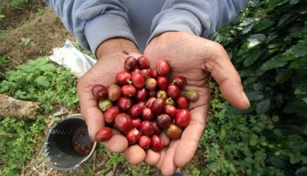 How to Pair Mamba Coffee Beans? A Complete Guide to the Flavor and Brewing of Mandheling + Brazilian Bourbon Blends
