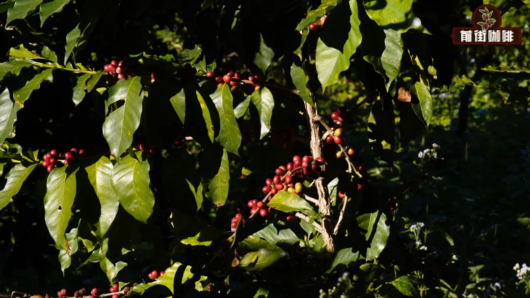 Yirgacheffe Guddina Pour Over Variable Temperature Technique: Extraction Parameter Guide to Enhance Floral Aromas