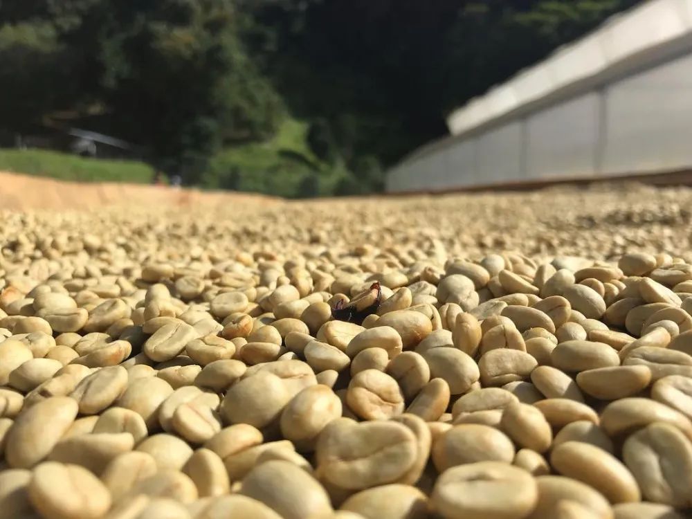 Panama Duncan Estate Geisha-grade Natural Caturra | Flavor Profile & Terroir Guide