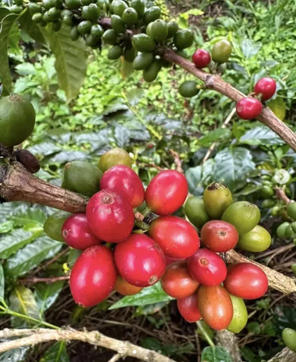 Introduction to the Colombian Ombligon Coffee Variety | Pour Over Parameters and Flavor Analysis Guide