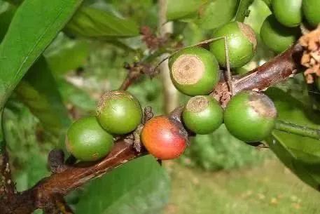 A Complete Guide to the Three Major Commercial Coffee Varieties: Flavor Differences and Characteristics of Arabica, Robusta, and Liberica