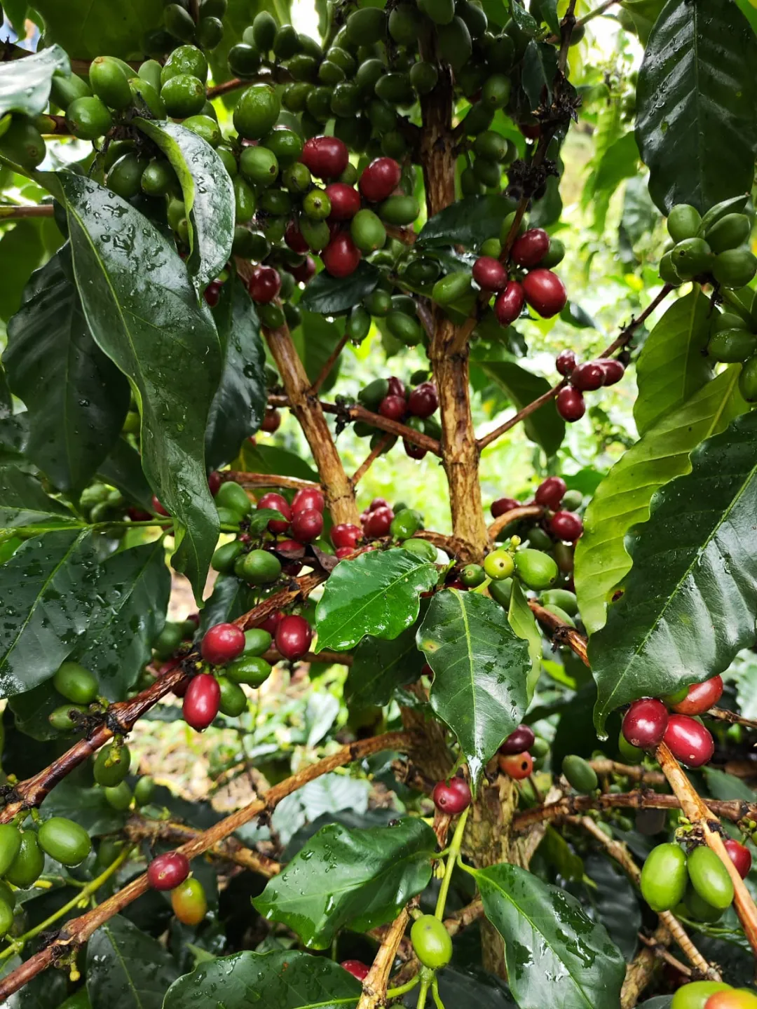 Introduction to the Colombian Ombligon Coffee Variety | Pour Over Parameters and Flavor Analysis Guide
