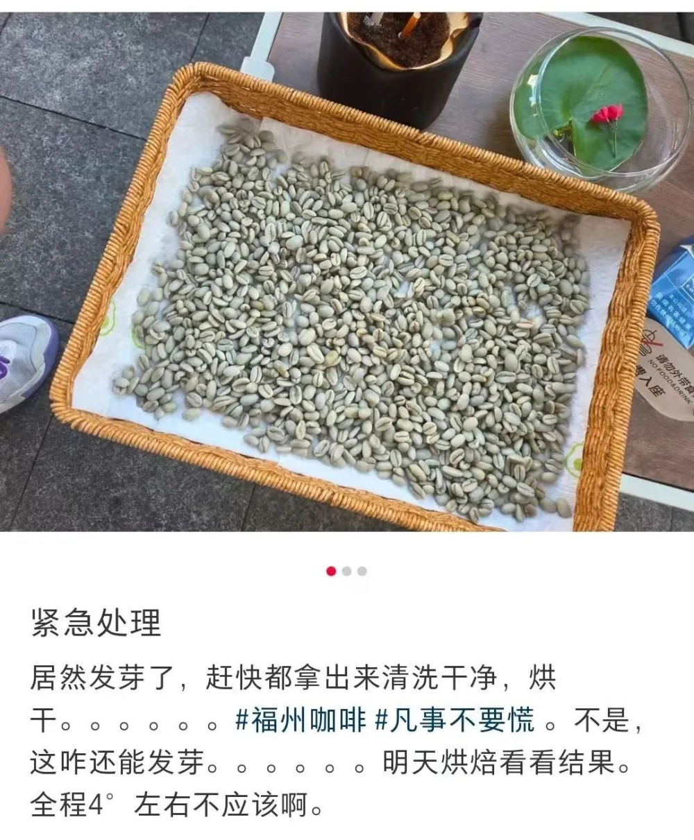 Lactic acid bacteria fermentation of green beans unexpectedly triggers sprouting！An analysis of the flavor and safety of sprouted coffee beans