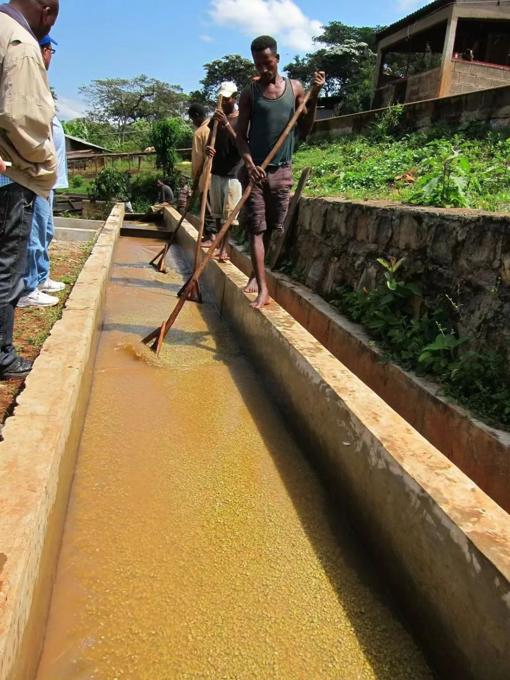 A Complete Guide to Kenya Coffee's Washed Process: How K72 and Double Fermentation Create Bright Acidity