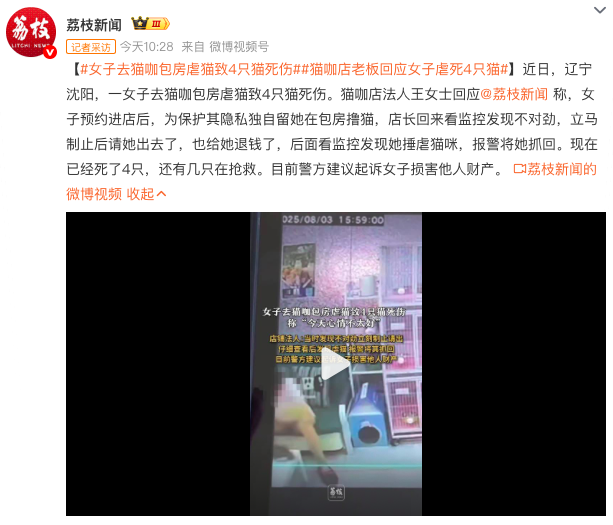 Shenyang Cat Café Animal Abuse Incident Exposed: Risks of Private Rooms and Animal Care Safety Measures