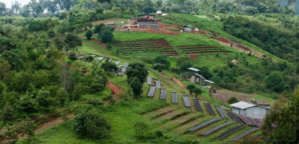 How to distinguish between the red and green labels of Ethiopia Gesha Village? From the Gori Gesha Forest to cupping analysis