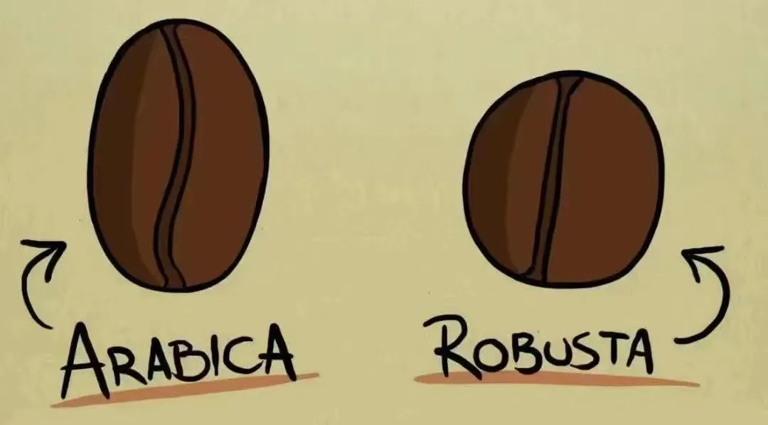 Beginner's Guide to Italian Coffee Beans: A Complete Breakdown of Varieties, Roasting, and Resting