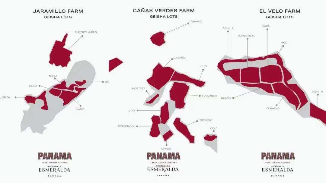 How to Choose Emerald Estate Geisha? Understand the Differences Between Red & Green Labels & Pour Over Parameters All at Once