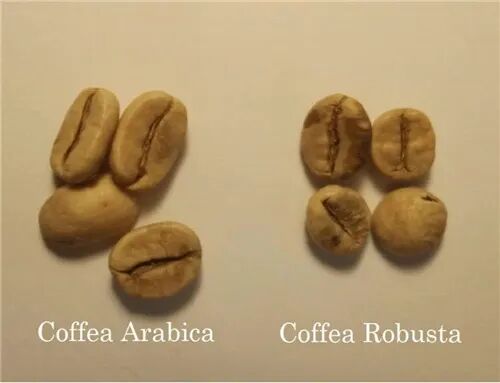 The Truth Behind Coffee Bean Prices: How Variety, Origin, and Rarity Determine Value?