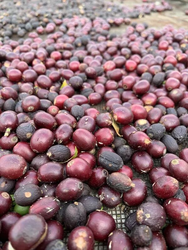 Analysis of Yunnan Catimor and Typica Coffee Beans | A Guide to Flavor Differences and Processing Method Choices