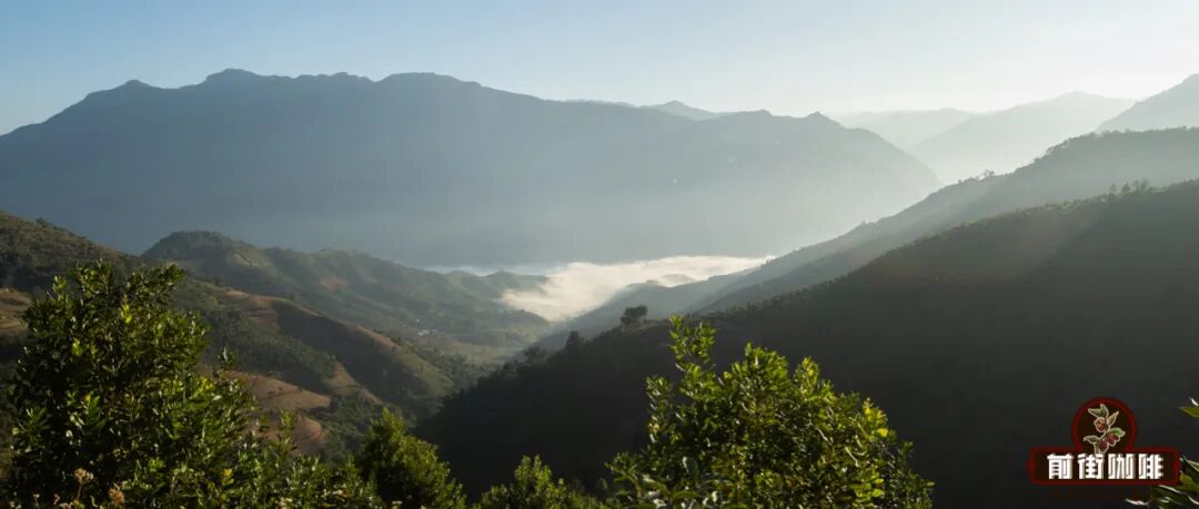 Analysis of Yunnan Catimor and Typica Coffee Beans | A Guide to Flavor Differences and Processing Method Choices