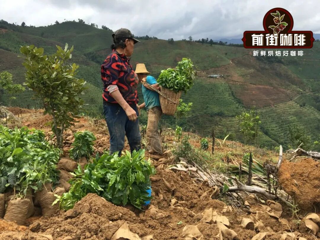 Analysis of Yunnan Catimor and Typica Coffee Beans | A Guide to Flavor Differences and Processing Method Choices