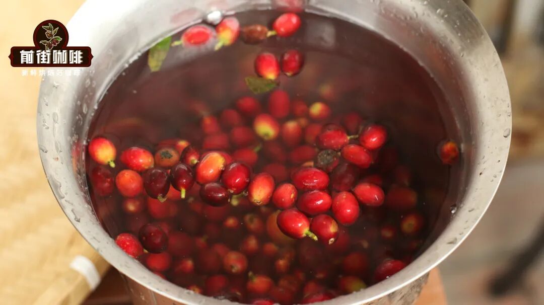 Analysis of Yunnan Catimor and Typica Coffee Beans | A Guide to Flavor Differences and Processing Method Choices
