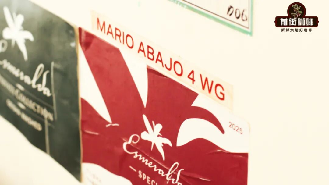 Analysis of Finca El Velo Geisha Grades | What’s the Difference Between Red and Green Labels? Why is Panamanian Geisha So Expensive?