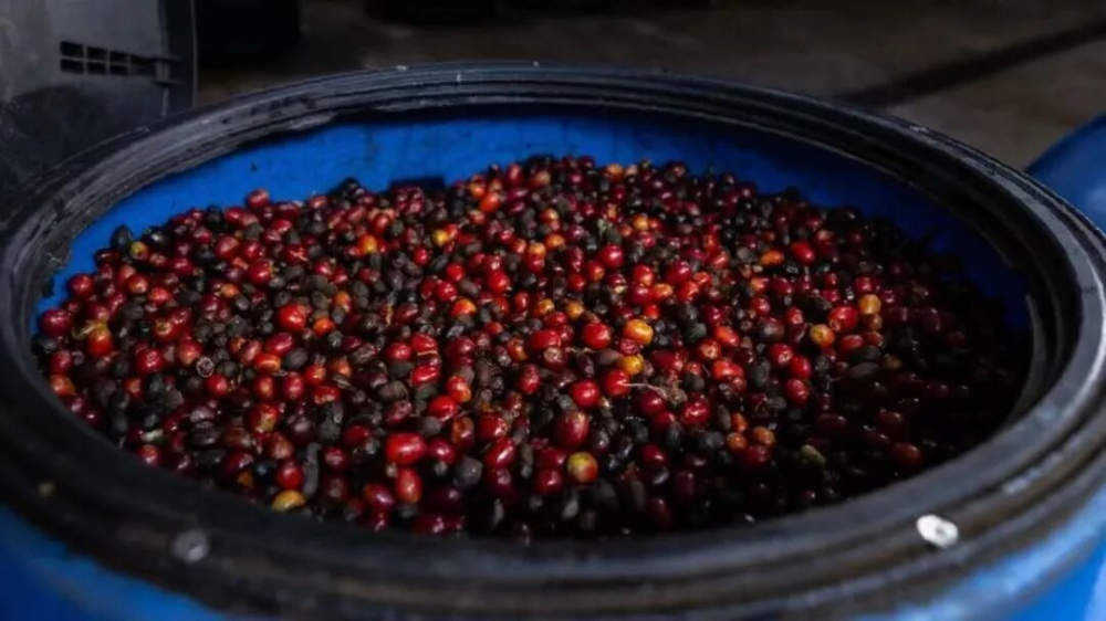 Panama Elida Catuai Review: Flavor Analysis and Brewing Recommendations for ASD Anaerobic Natural Processing Method