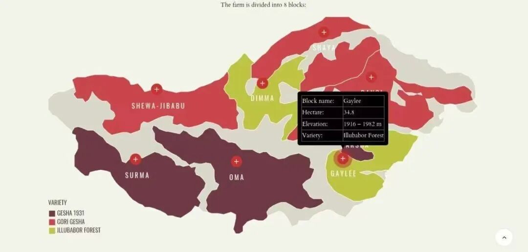 Analysis of the Differences Between Ethiopia Gesha Village Gold Label and Red Label | Flavor, Taste, and Brewing Recommendations