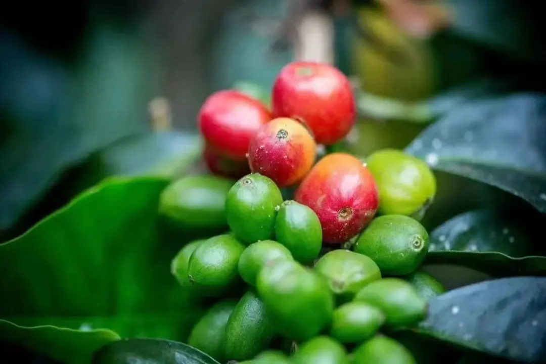 Analysis of Colombian División Line Geisha Beans | Champion Pour Over Recipe and Extraction Techniques