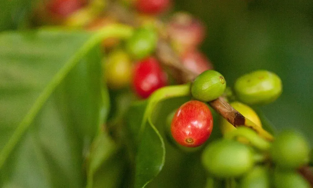 Flavor Analysis and Pour Over Brewing Recommendations for Costa Rican Black Honey Processed Coffee | Tarrazú Region Coffee Selection