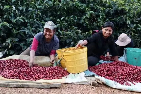 The Ultimate Guide to Coffee Processing Methods: From Washed to Anaerobic, How Fermentation Shapes Flavor?