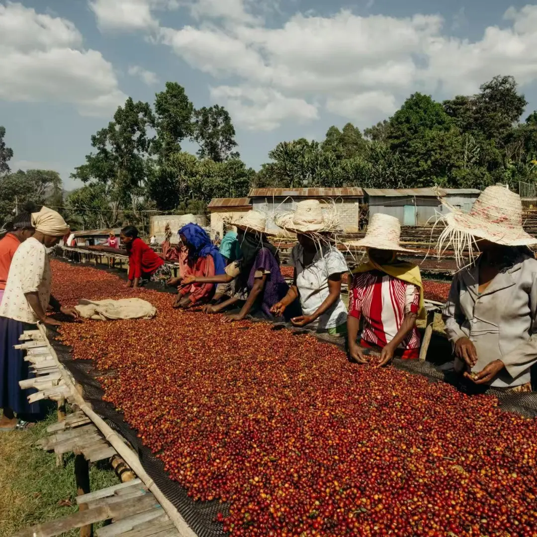 A Complete Guide to the Flavors and Pour Over Techniques of Ethiopia Bensa 74158 Natural Coffee Beans