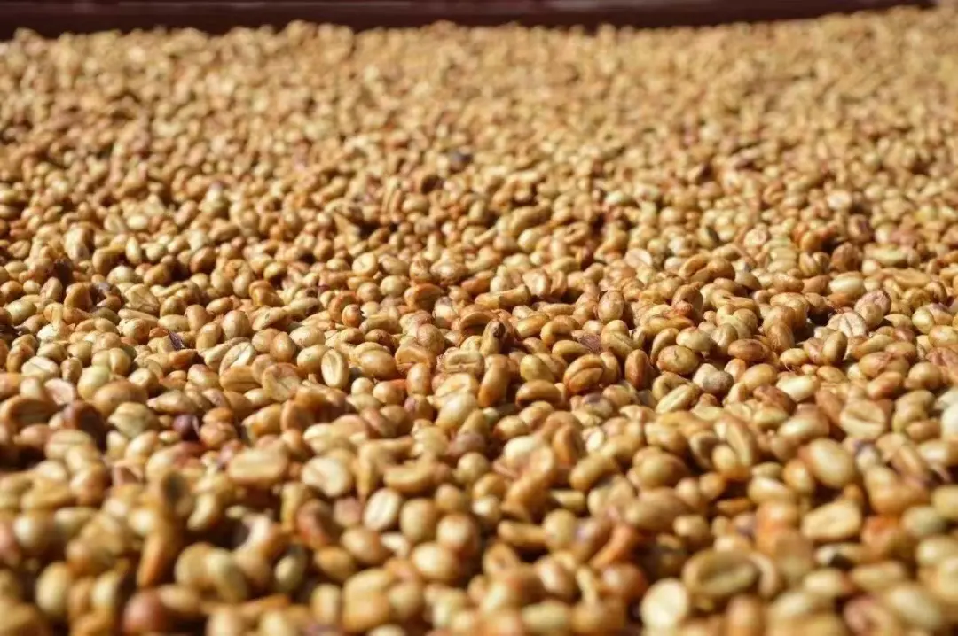 Flavor Analysis and Pour Over Brewing Recommendations for Costa Rican Black Honey Processed Coffee | Tarrazú Region Coffee Selection