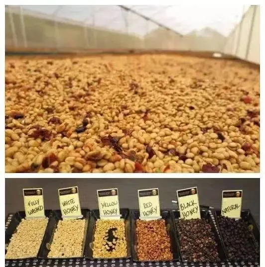 A Comprehensive Comparison of Natural and Honey Processed Coffee: Processing Techniques, Sweetness Sources, and Bean Variety Recommendations