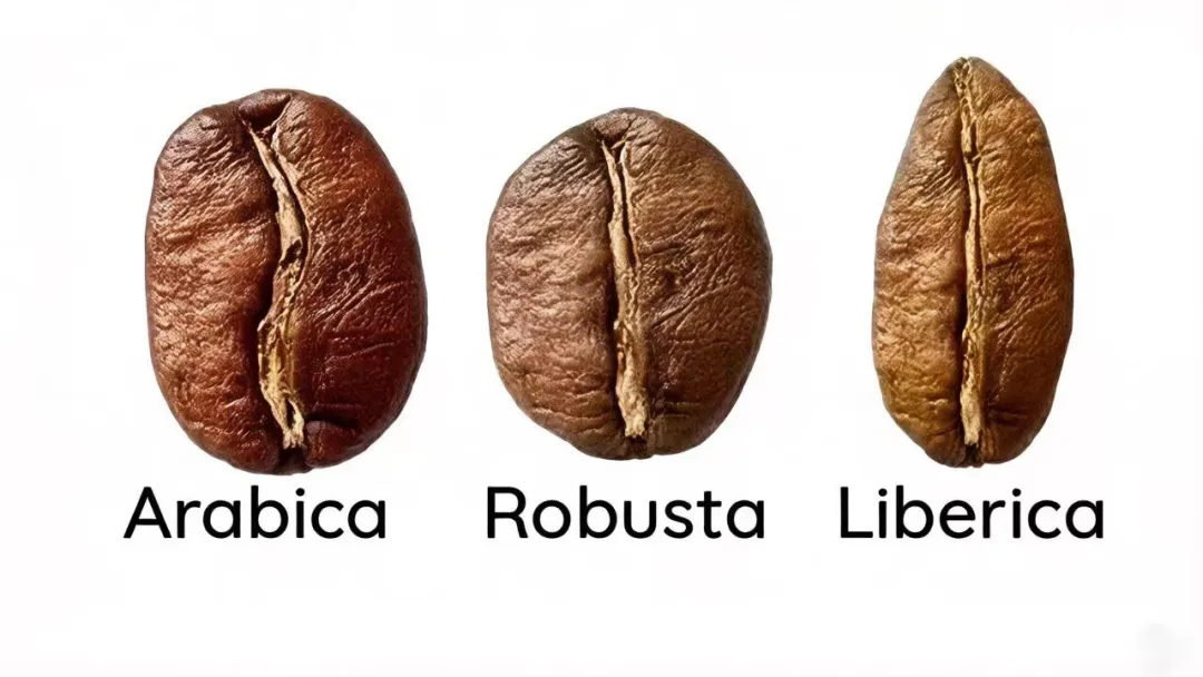 The Evolution of Yunnan Small-Bean Coffee Varieties: From Typica to Catimor — A Complete Analysis of Flavor and Cultivars