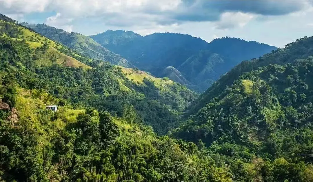 Analysis of Jamaica Blue Mountain No. 1 Grade | How to Identify and Properly Taste Top-Tier Blue Mountain Coffee