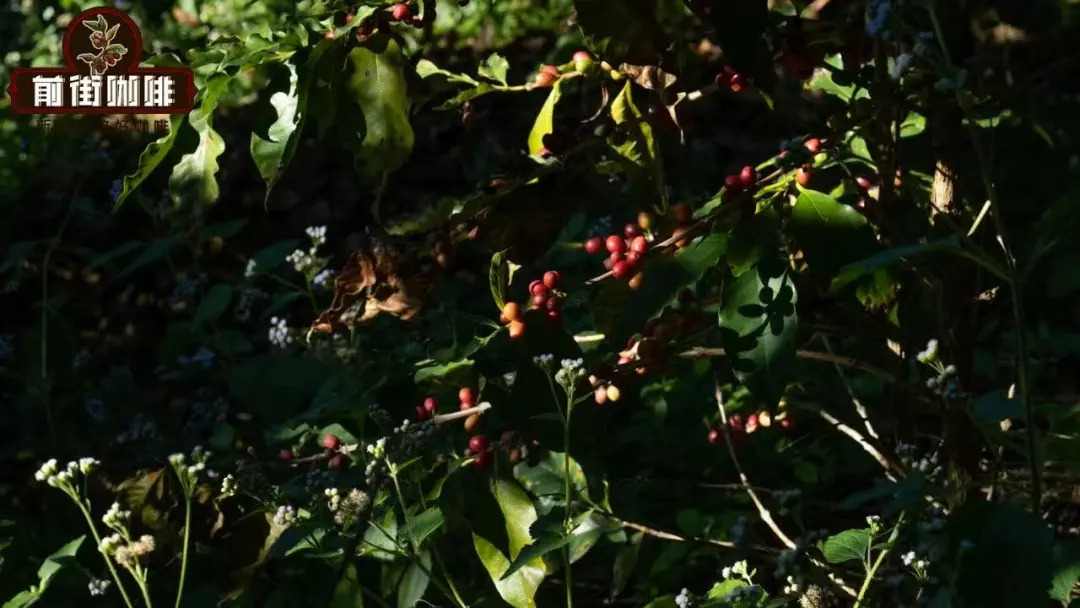 The Evolution of Yunnan Small-Bean Coffee Varieties: From Typica to Catimor — A Complete Analysis of Flavor and Cultivars
