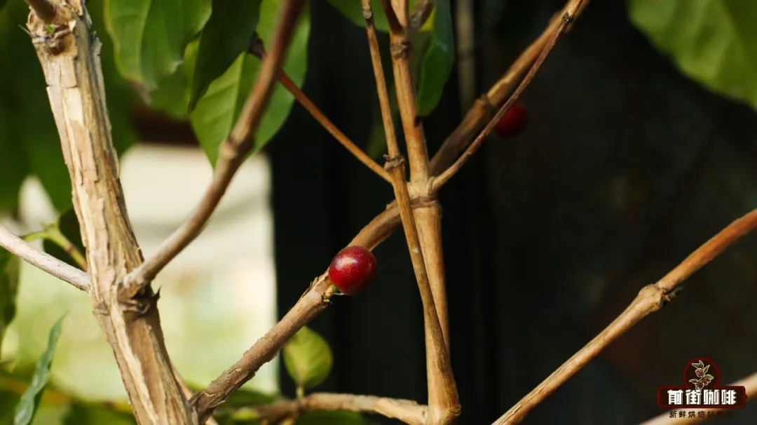 The Origins and Flavor Profile of Indonesian Civet Coffee | Recommended Alternatives to Mandheling